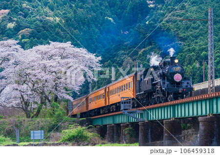 （静岡県）家山橋を走るSLと桜並木 106459318