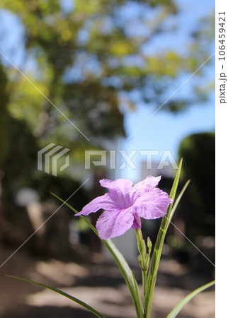 ヤナギバルイラソウ ヤナギバルイラソウ 106459421