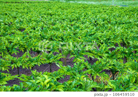 コンニャク畑 薄根川沿い 真夏の風景 沼田市 コンニャク畑 薄根川沿い 真夏の風景 沼田市 106459510