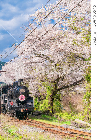 （静岡県）家山の桜トンネルを走るC108 SL 106459545