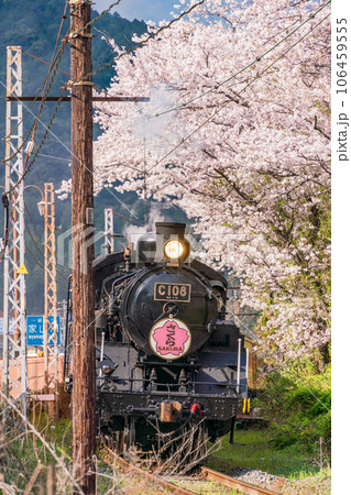 （静岡県）家山の桜トンネルを走るC108 SL 106459555
