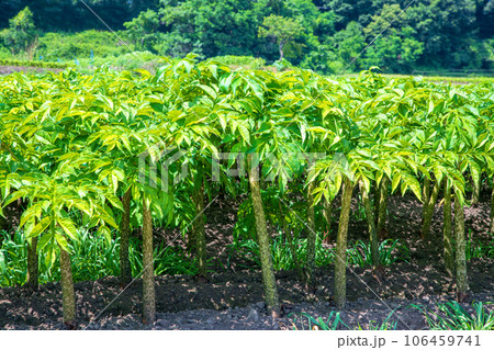 コンニャク畑 薄根川沿い 真夏の風景 沼田市 コンニャク畑 薄根川沿い 真夏の風景 沼田市 106459741
