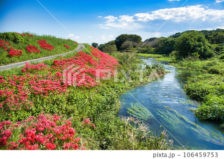 岐阜県　津屋川の彼岸花 106459753