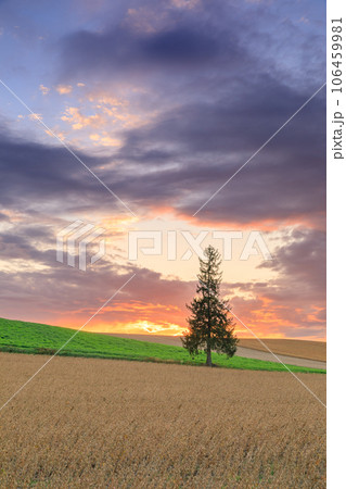 北海道美瑛_クリスマスツリーの木と夕焼けの絶景 106459981