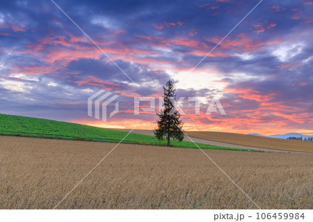 北海道美瑛_クリスマスツリーの木と夕焼けの絶景 北海道美瑛_クリスマスツリーの木と夕焼けの絶景 106459984