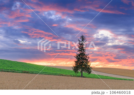 北海道美瑛_クリスマスツリーの木と夕焼けの絶景 106460018