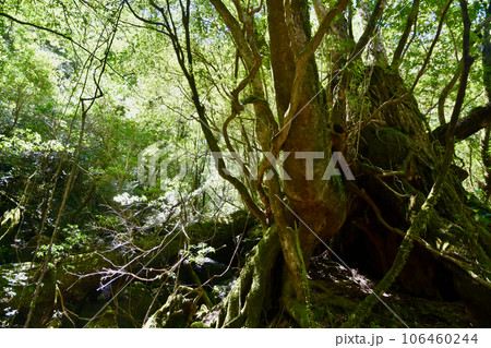 複雑に絡む枝 106460244