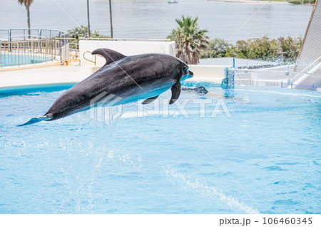イルカショー 106460345