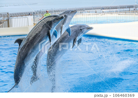 イルカショー 106460369