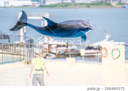 イルカショー イルカショー 106460372