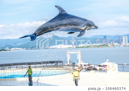 イルカショー 106460374