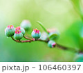 ブルーベリーの実 106460397