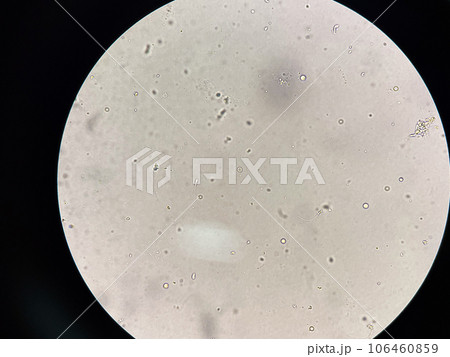 Spermatozoa Spermatozoa 106460859
