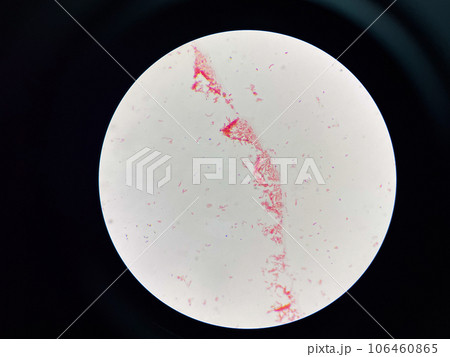 Bacteria cell 106460865