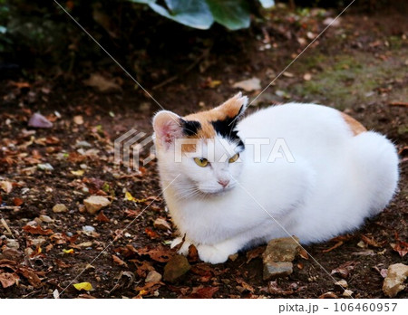 気品漂うきれいなにゃんこ　神々しいみけねこ白　秋の日参拝の帰り道 106460957
