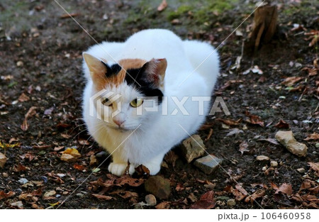 気品漂うきれいなにゃんこ 神々しいみけねこ白 秋の日参拝の帰り道 気品漂うきれいなにゃんこ 神々しいみけねこ白 秋の日参拝の帰り道 106460958