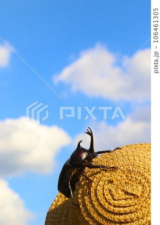 白い雲が浮かぶ夏空の下で麦わら帽子に登るカブトムシの風景 白い雲が浮かぶ夏空の下で麦わら帽子に登るカブトムシの風景 106461305