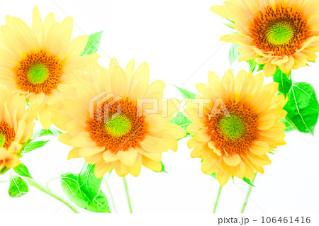 明るいひまわりの花 106461416