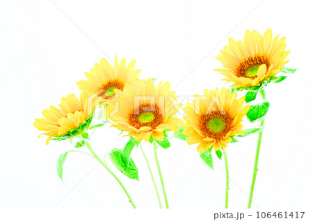 明るいひまわりの花 明るいひまわりの花 106461417