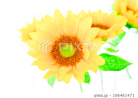 明るいひまわりの花 106461471