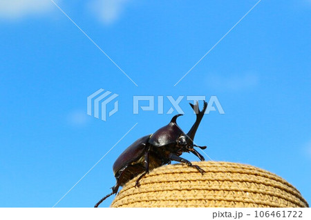 真夏の青空の下で麦わら帽子に登るカブトムシの風景 106461722