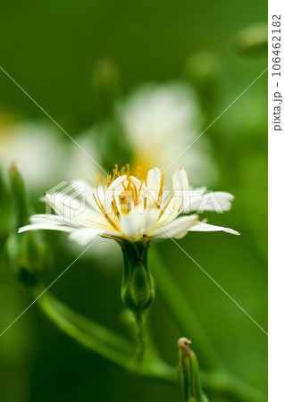 信濃川・やすらぎ堤の秋の野芥子 106462182