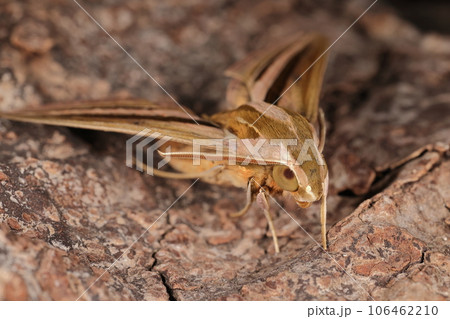 生き物 昆虫 セスジスズメ、幼虫は時に農作物を食い荒らすので農家に嫌われています 生き物 昆虫 セスジスズメ、幼虫は時に農作物を食い荒らすので農家に嫌われています 106462210