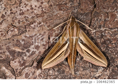 生き物　昆虫　セスジスズメ、コスズメに似ますがクッキリした柄と背中の細い白の二本線が見分けるポイント 106462365