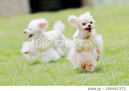 ドッグランで遊ぶ犬 ドッグランで遊ぶ犬 106462372