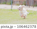 ドッグランで遊ぶ犬 106462378