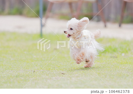 ドッグランで遊ぶ犬 106462378