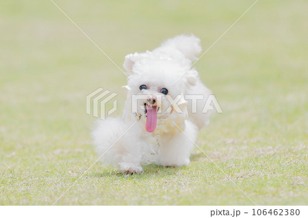 ドッグランで遊ぶ犬 106462380