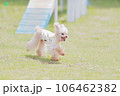 ドッグランで遊ぶ犬 106462382