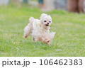 ドッグランで遊ぶ犬 106462383