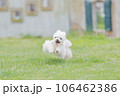 ドッグランで遊ぶ犬 106462386