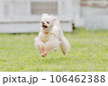 ドッグランで遊ぶ犬 106462388