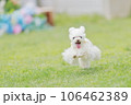ドッグランで遊ぶ犬 106462389