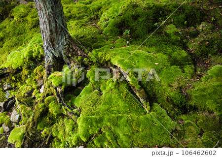 京都　宮本武蔵ゆかりの八大神社 106462602