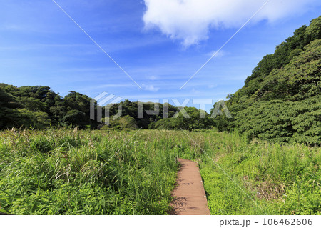 浜萱草咲く小網代の森 106462606