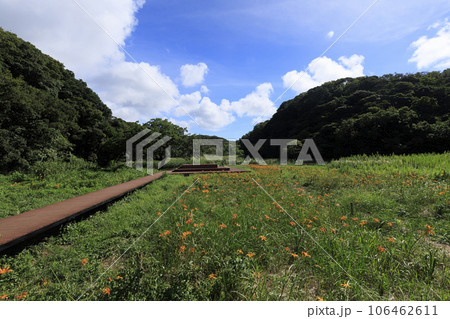 浜萱草咲く小網代の森 106462611