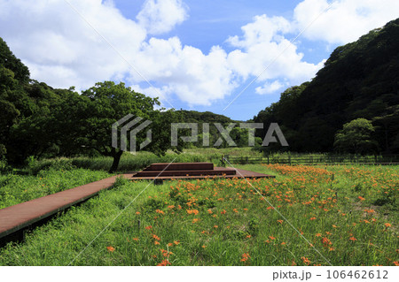 浜萱草咲く小網代の森 106462612