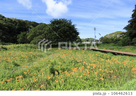浜萱草咲く小網代の森 106462613