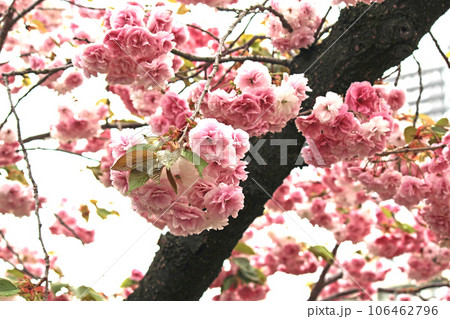 大阪造幣局の桜の通り抜けと見上げた八重桜(普賢象)アップ 大阪造幣局の桜の通り抜けと見上げた八重桜(普賢象)アップ 106462796