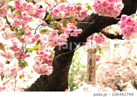 大阪造幣局の桜の通り抜けと八重桜（普賢象）の木札 106462799