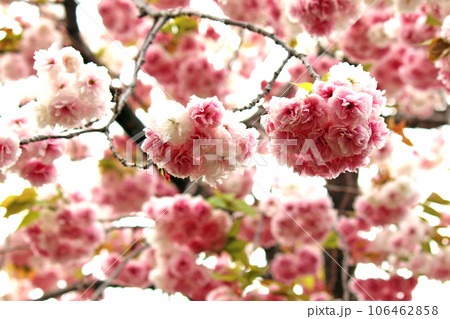 大阪造幣局の桜の通り抜けと八重桜(普賢象)のアップ 大阪造幣局の桜の通り抜けと八重桜(普賢象)のアップ 106462858