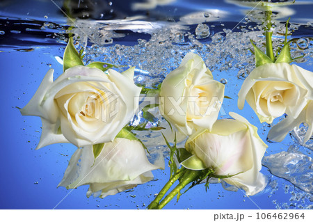 White Roses In The Water 106462964
