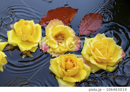 Roses And Water 106463019