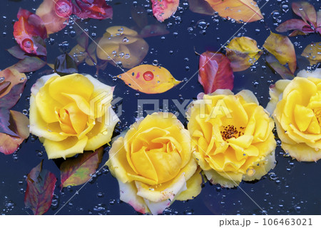 Roses And Water Roses And Water 106463021
