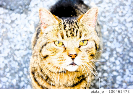 甘えて見上げる猫 甘えて見上げる猫 106463478