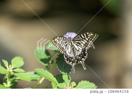 アゲハ アゲハ 106464158